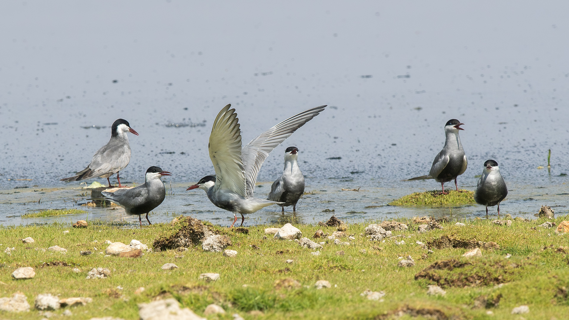 Whiskered Tern